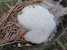 Attēlu rezultāti vaicājumam “Brefeldia maxima”