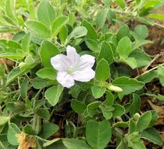 Attēlu rezultāti vaicājumam “Vicia hirsuta flower”