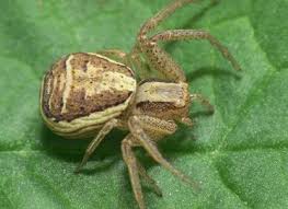 Attēlu rezultāti vaicājumam “Xysticus ulmi”