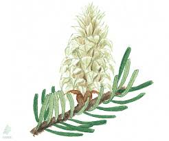 Attēlu rezultāti vaicājumam “Abies alba”