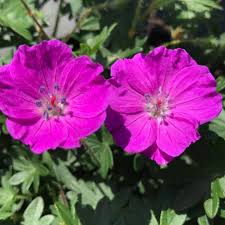 Attēlu rezultāti vaicājumam “Geranium sanguineum”
