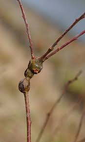 Attēlu rezultāti vaicājumam “Rabdophaga salicis”