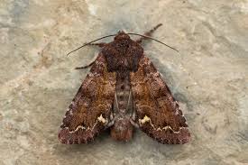 Attēlu rezultāti vaicājumam “Ceramica pisi”