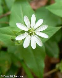 Attēlu rezultāti vaicājumam “Myosoton aquaticum”