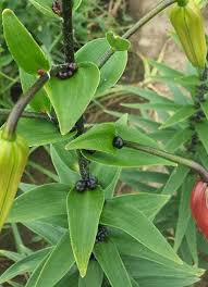 Attēlu rezultāti vaicājumam “Lilium lancifolium bud”