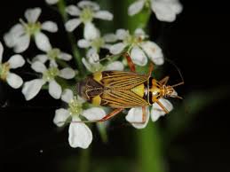 Attēlu rezultāti vaicājumam “Rhabdomiris striatellus”
