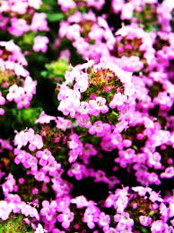 Attēlu rezultāti vaicājumam “Thymus serpyllum flower”