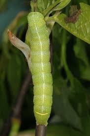 Attēlu rezultāti vaicājumam “Orthosia larvae”
