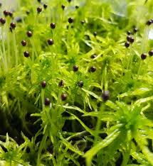 Attēlu rezultāti vaicājumam “Sphagnum fimbriatum”
