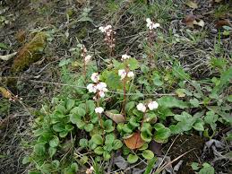 Attēlu rezultāti vaicājumam “Pyrola rotundifolia fruit”