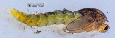 Attēlu rezultāti vaicājumam “Chironomidae”