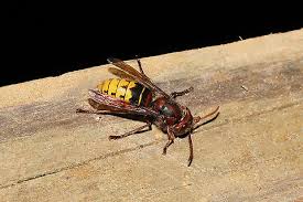 Attēlu rezultāti vaicājumam “Vespa crabro”