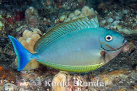 Image result for Naso hexacanthus