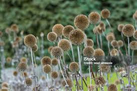 Attēlu rezultāti vaicājumam “Echinops sphaerocephalus leaf”