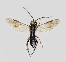 Attēlu rezultāti vaicājumam “Tenthredo mandibularis”