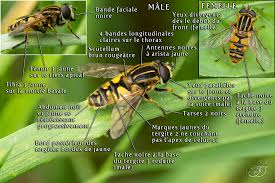 Attēlu rezultāti vaicājumam “Helophilus pendulus”