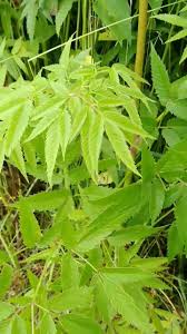 Attēlu rezultāti vaicājumam “Cicuta virosa leaf”