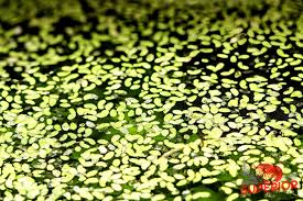 Attēlu rezultāti vaicājumam “Lemna minor”