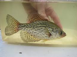 Image result for Pomoxis nigromaculatus