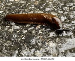 Attēlu rezultāti vaicājumam “Arion lusitanicus”