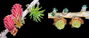 Attēlu rezultāti vaicājumam “Larix decidua flower”