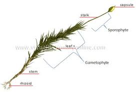 Attēlu rezultāti vaicājumam “Isothecium myosuroides sporophyte”