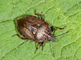 Attēlu rezultāti vaicājumam “Jalla dumosa”