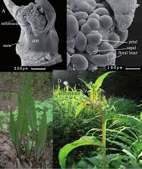 Attēlu rezultāti vaicājumam “Symphytum officinale bud”