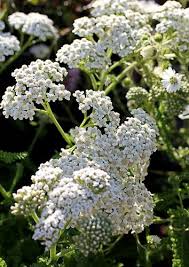 Attēlu rezultāti vaicājumam “Achillea salicifolia flower”