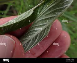 Attēlu rezultāti vaicājumam “Symphyotrichum x salignum leaf”