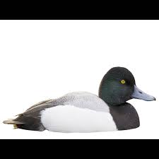 Image result for Aythya marila