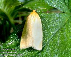 Attēlu rezultāti vaicājumam “Aphelia paleana”