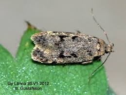 Attēlu rezultāti vaicājumam “Gelechia rhombella”