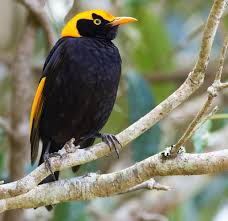 Attēlu rezultāti vaicājumam “Scapania lingulata”