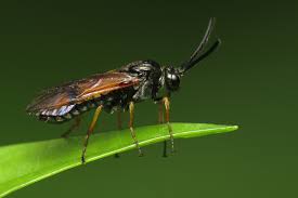 Attēlu rezultāti vaicājumam “Arge ustulata”