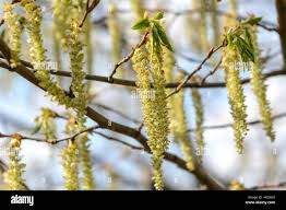 Attēlu rezultāti vaicājumam “Carpinus betulus male flower”