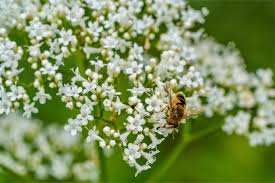 Image result for Valeriana officinalis