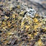 Attēlu rezultāti vaicājumam “Trichia longipalpis sessile”