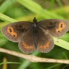 Attēlu rezultāti vaicājumam “Erebia aethiops upperside”