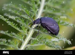 Attēlu rezultāti vaicājumam “Galeruca tanaceti”