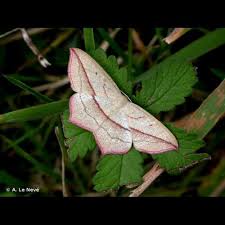 Attēlu rezultāti vaicājumam “Timandra comae”