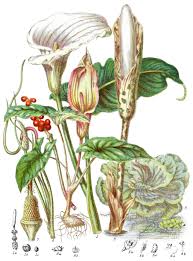 Attēlu rezultāti vaicājumam “Araceae”