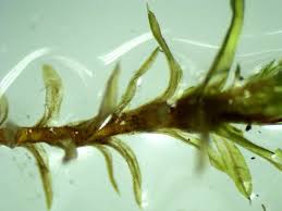 Attēlu rezultāti vaicājumam “Barbula unguiculata macro”