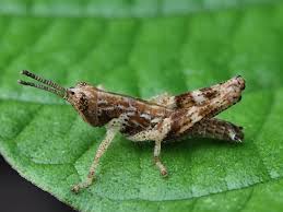 Attēlu rezultāti vaicājumam “Acrididae”