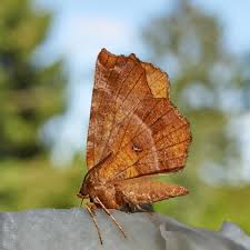 Attēlu rezultāti vaicājumam “Selenia dentaria imago”