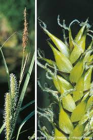 Attēlu rezultāti vaicājumam “Carex vesicaria”