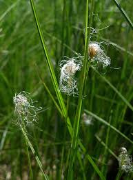 Attēlu rezultāti vaicājumam “Trichophorum alpinum”