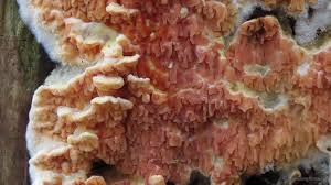 Attēlu rezultāti vaicājumam “Leucogyrophana mollusca”