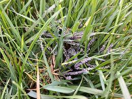 Attēlu rezultāti vaicājumam “Physarum cinereum young”