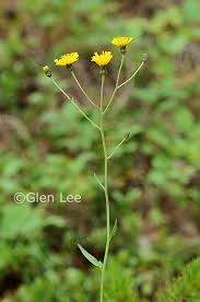 Attēlu rezultāti vaicājumam “Hieracium umbellatum”